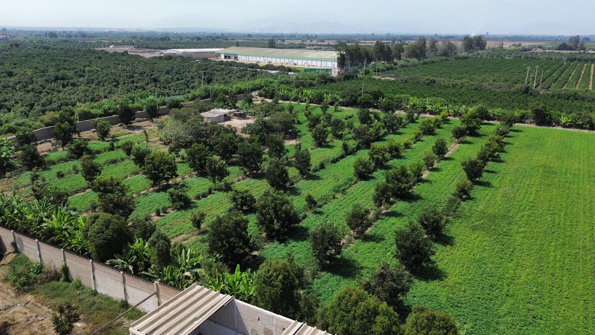Venta de 3 hectáreas en Santa Rosa Chincha