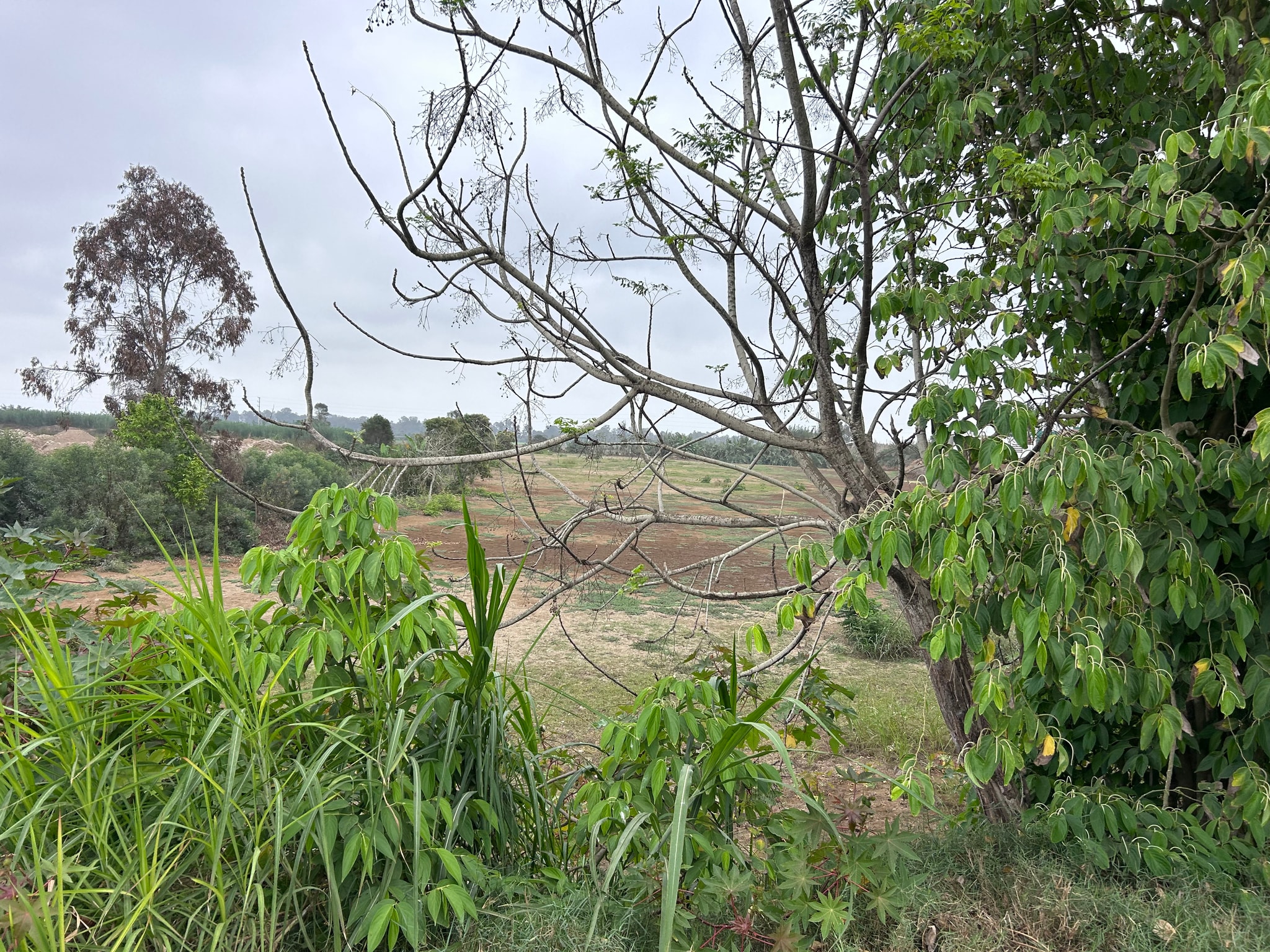 1.73 hectáreas en venta en San Benito — foto 6