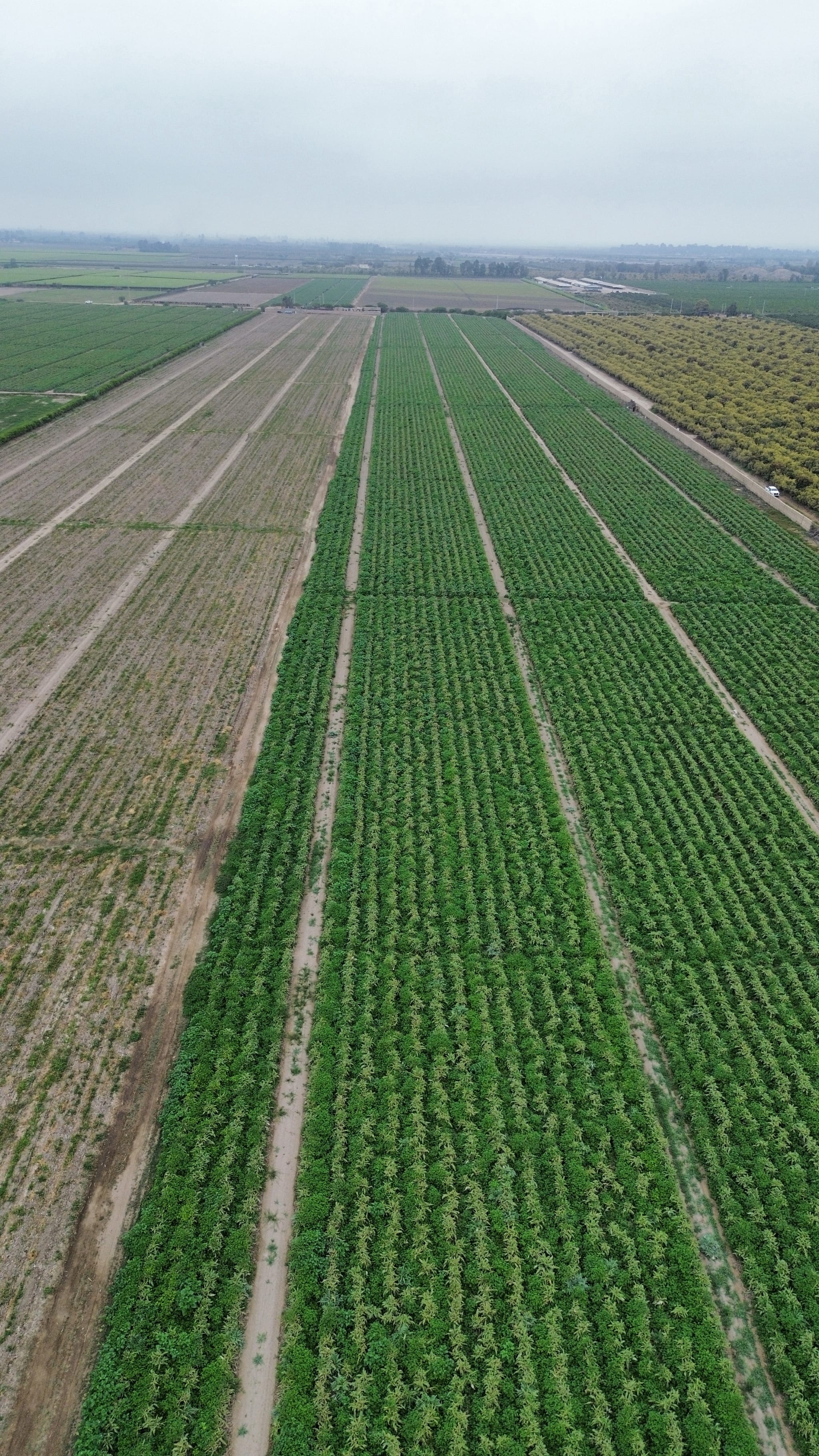 Fundo de 20 hectáreas en Chincha