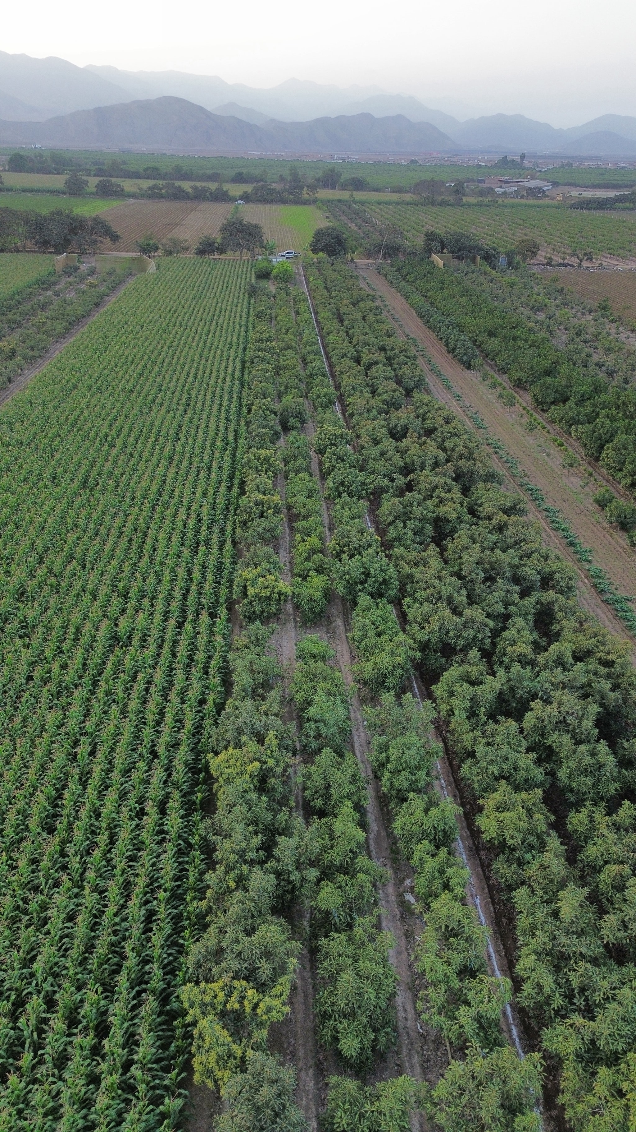 Terreno de 2000 m2 con palta — foto 2